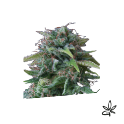 Oxus x3 - Exclusive seeds bank - Gardenz CBD Shop