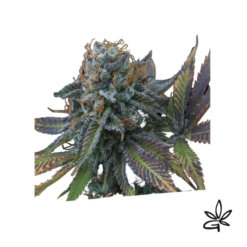 Perla negra x5 - Exclusive seeds bank - Gardenz CBD Shop