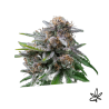 Maka sugary x5 - Exclusive seeds bank - Gardenz CBD Shop