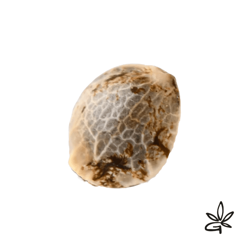 🥇🌱Respeto x3 - French Touch Seed - Gardenz CBD Shop🌱🥇