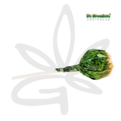 🍊🍭Sucette au cannabis Bubblegum x Orange Bud - Gardenz CBD Shop🍭🍊