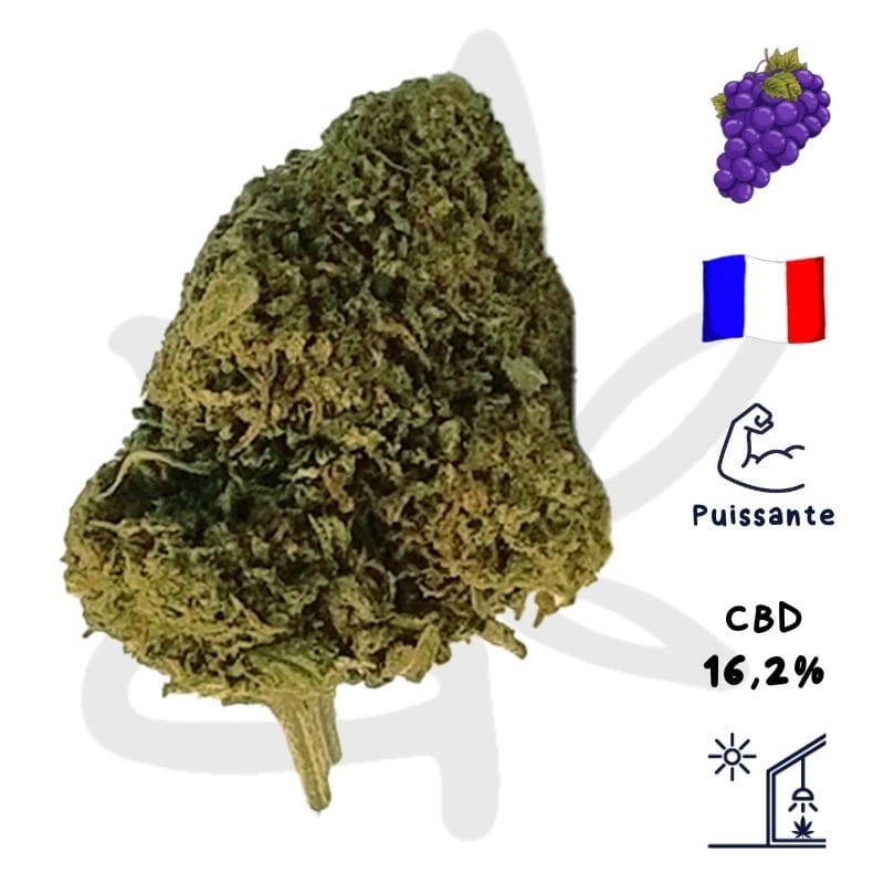 Gardenz - Sélection de Queen Catherine - Meilleur prix