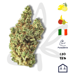 Gardenz - Sélection de Super Lemon Haze - Meilleur prix