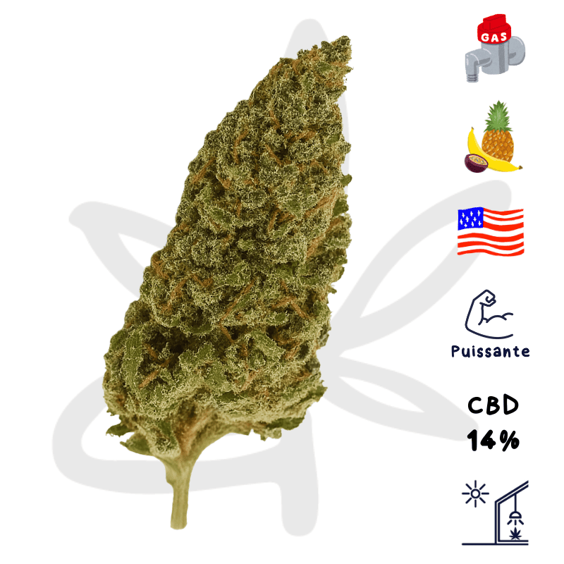 Gardenz - Sélection Exotic Gaz - Meilleur prix