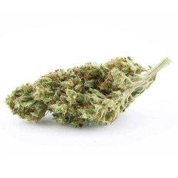 Gardenz - Sélection de Banana Berry - Meilleur prix