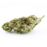 Gardenz - Sélection de Banana Berry - Meilleur prix