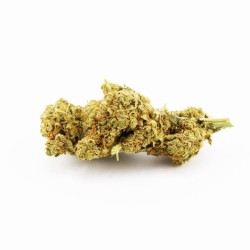 Gardenz - Sélection Amnesia Hydro - Meilleur prix