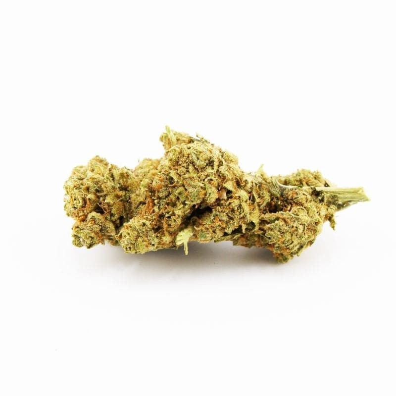 Gardenz - Sélection Amnesia Hydro - Meilleur prix