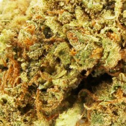 Gardenz - Sélection Amnesia Hydro - Meilleur prix