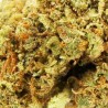 Gardenz - Sélection Amnesia Hydro - Meilleur prix