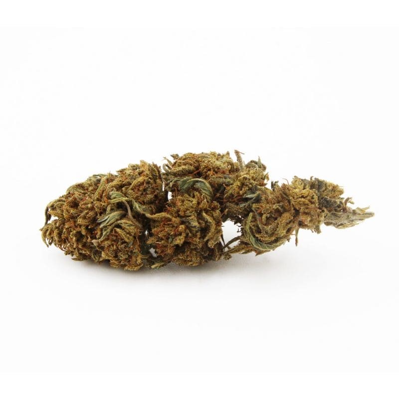 Snow Panther H3 Turbo fleur ultra puissante | Gardenz