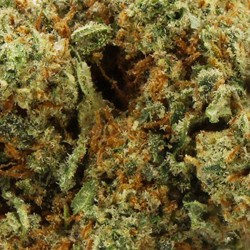 Gardenz - Sélection de Fleur Nuketown - Meilleur prix
