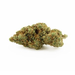 Gardenz - Sélection de Fleur Nuketown - Meilleur prix