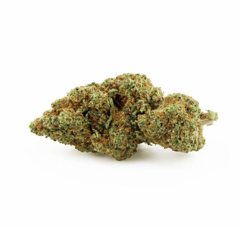 Gardenz - Sélection de Fleur Nuketown - Meilleur prix