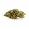 Gardenz - Sélection de Fleur Nuketown - Meilleur prix
