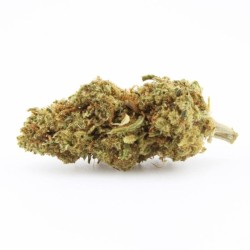 Gardenz - Sélection de Fleur Tsunami - Meilleur prix