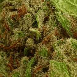 Fleur CBD Alien OG