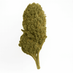 Fleur CBD Bubble Gum