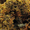 Fleur H3 Turbo - Zkittlez