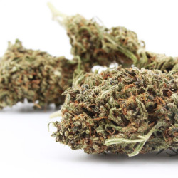 Blueberry