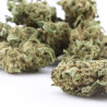 Sour Diesel CBD – Prix réduit, commande en ligne