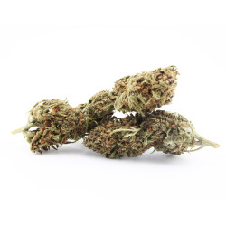 Blueberry