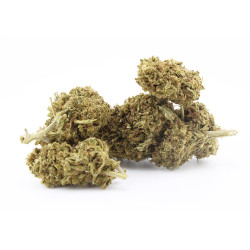 Tropical Punch CBD