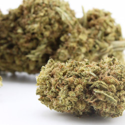 Tropical Punch CBD