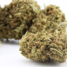 Tropical Punch CBD