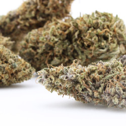 Pink Panther CBD