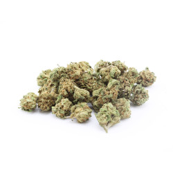 BZ Queen - Small Buds