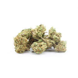 BZ Queen - Small Buds