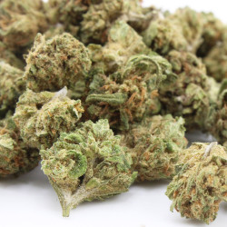 BZ Queen - Small Buds