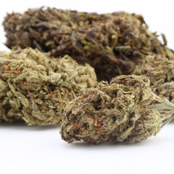 Blue Orchid fleur cbd
