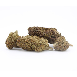 Blue Orchid fleur cbd