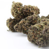 Sapphire Kush