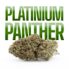 platinium panther cbd