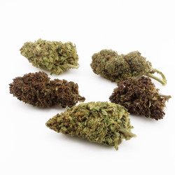 Pack Découverte Fleurs CBD 5x1g – 5 variétés sélectionnées | Gardenz