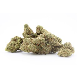 White Russian