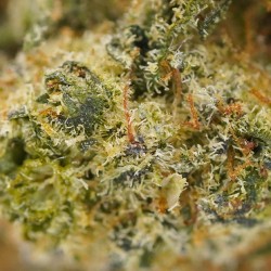 White Russian