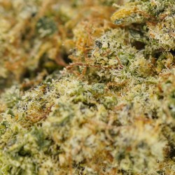 White Russian - CBD