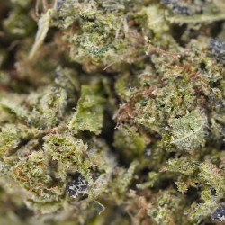 Fleur Blue Dream CBD indoor Italie citron bonbon | Gardenz