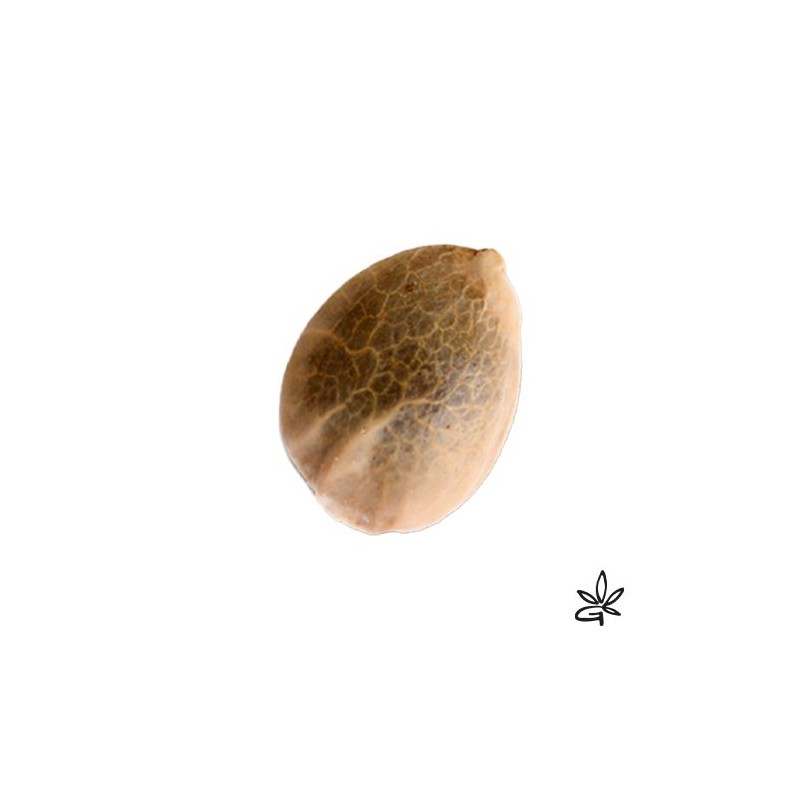 Graine CBD Sativa des rois X3 - Gardenz CBD Shop